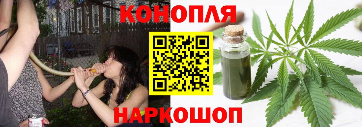 Конопля сатива Истра